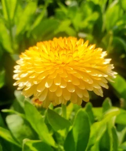 500 Yellow Marigold Calendula Officinalis Flower Seeds - Image 10