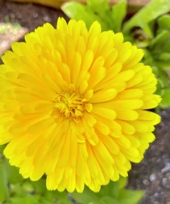 500 Yellow Marigold Calendula Officinalis Flower Seeds - Image 11