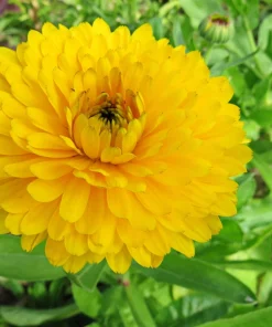 500 Yellow Marigold Calendula Officinalis Flower Seeds - Image 2