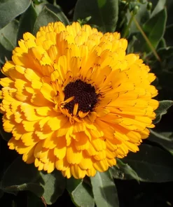 500 Yellow Marigold Calendula Officinalis Flower Seeds - Image 3