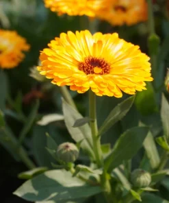 500 Yellow Marigold Calendula Officinalis Flower Seeds - Image 5
