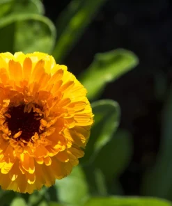 500 Yellow Marigold Calendula Officinalis Flower Seeds - Image 6