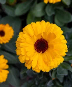 500 Yellow Marigold Calendula Officinalis Flower Seeds - Image 7