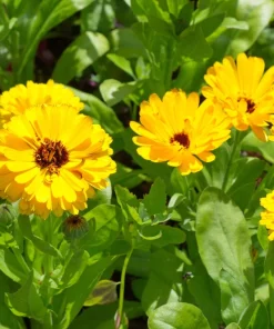 500 Yellow Marigold Calendula Officinalis Flower Seeds - Image 8