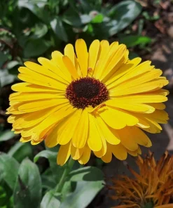 500 Yellow Marigold Calendula Officinalis Flower Seeds - Image 9