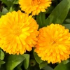 500 Yellow Marigold Calendula Officinalis Flower Seeds - Image 1