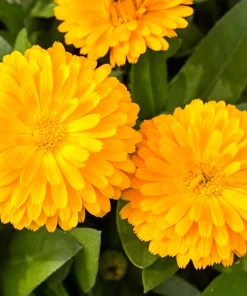 500 Yellow Marigold Calendula Officinalis Flower Seeds - Image 1