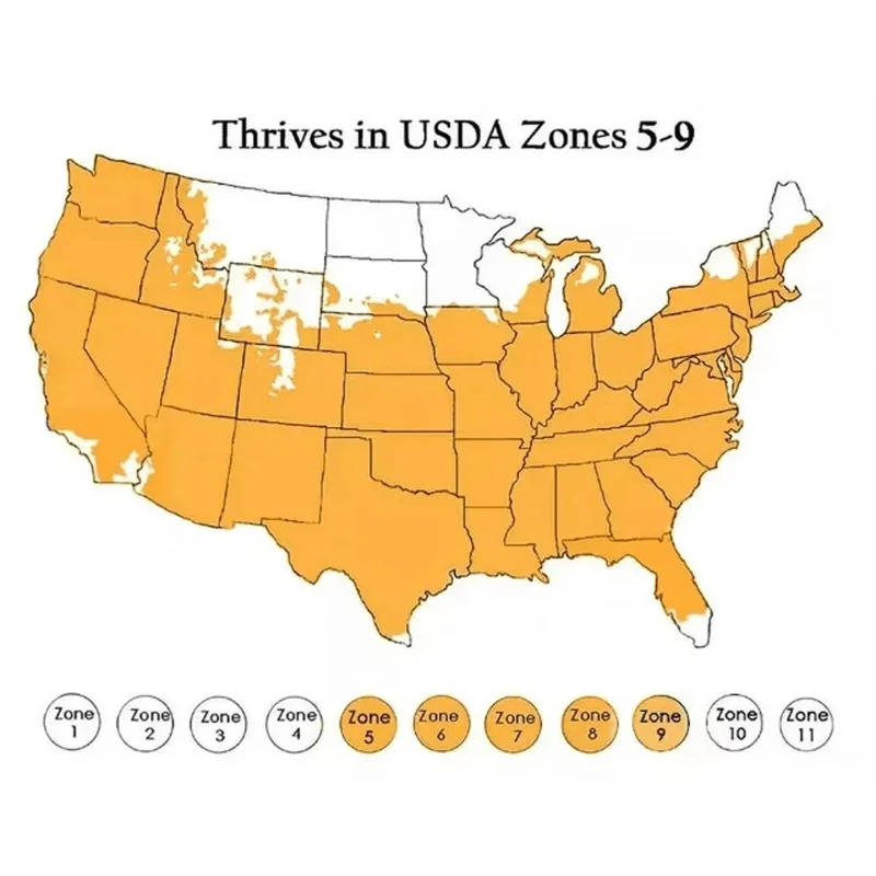 50pcs Twin-Blossom Blue Over Pink Sunflower Seeds - Unique Heirloom Variety - Image 11