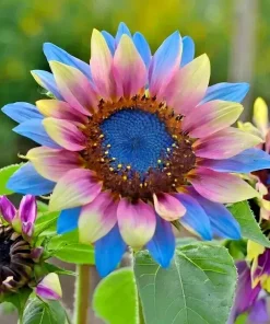 50pcs Twin-Blossom Blue Over Pink Sunflower Seeds - Unique Heirloom Variety - Image 2