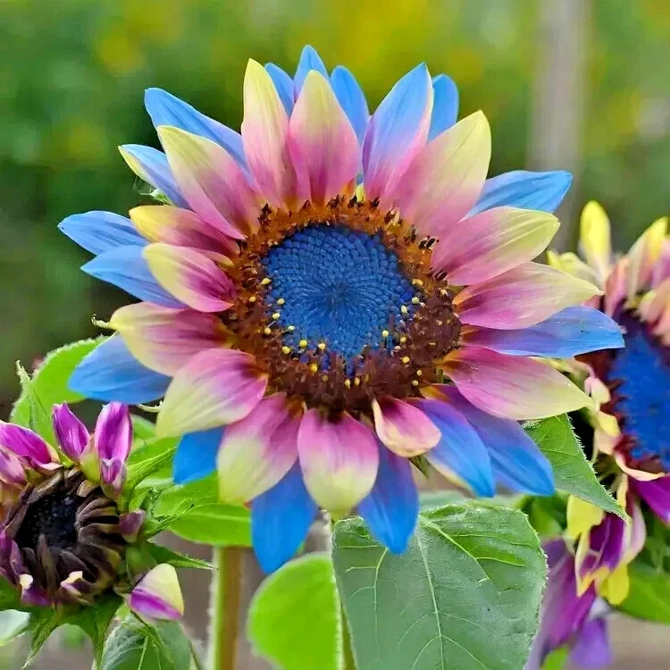 50pcs Twin-Blossom Blue Over Pink Sunflower Seeds - Unique Heirloom Variety - Image 2