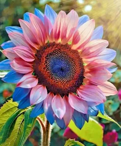 50pcs Twin-Blossom Blue Over Pink Sunflower Seeds - Unique Heirloom Variety - Image 3