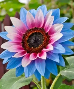 50pcs Twin-Blossom Blue Over Pink Sunflower Seeds - Unique Heirloom Variety - Image 4