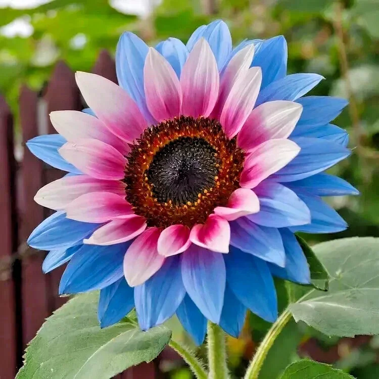 50pcs Twin-Blossom Blue Over Pink Sunflower Seeds - Unique Heirloom Variety - Image 4
