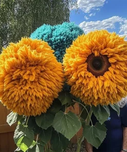 50pcs Yellow & Blue Enchanting Teddy Bear Sunflower Seeds - Annual Flower - Image 2