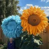 50pcs Yellow & Blue Enchanting Teddy Bear Sunflower Seeds - Annual Flower - Image 1