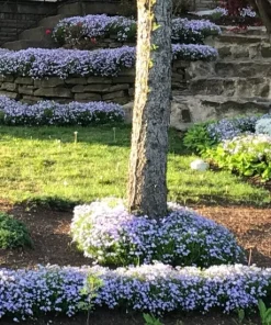 6 Creeping Phlox Perennial Plants - Lavender Ground Cover, Bare Root, Outdoor, Deer Resistant - Image 2