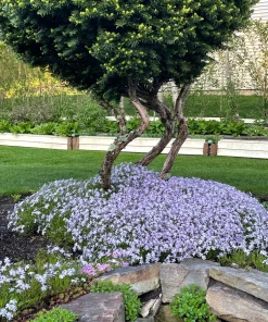 6 Creeping Phlox Perennial Plants - Lavender Ground Cover, Bare Root, Outdoor, Deer Resistant - Image 3