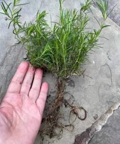 6 Creeping Phlox Perennial Plants - Lavender Ground Cover, Bare Root, Outdoor, Deer Resistant - Image 4