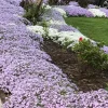 6 Creeping Phlox Perennial Plants - Lavender Ground Cover, Bare Root, Outdoor, Deer Resistant - Image 1