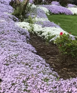 6 Creeping Phlox Perennial Plants - Lavender Ground Cover, Bare Root, Outdoor, Deer Resistant - Image 1