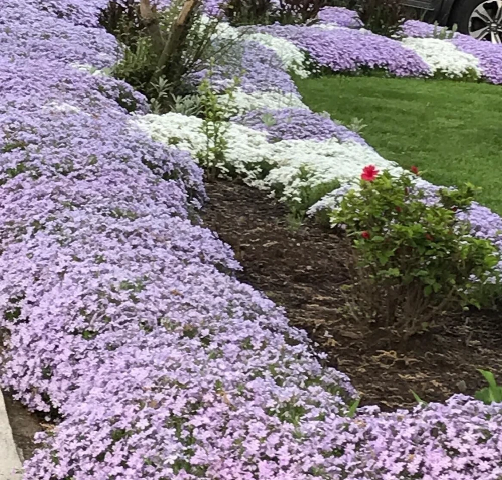 6 Creeping Phlox Perennial Plants - Lavender Ground Cover, Bare Root, Outdoor, Deer Resistant - Image 1