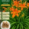 6 Orange Daylily Bare Root Bulbs - Hardy Perennial Outdoor Flowers - Image 1