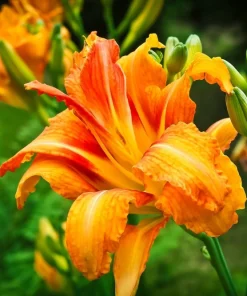 6 Orange Daylily Bare Root Bulbs - Hardy Perennial Outdoor Flowers - Image 2