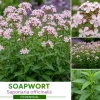 6 Perennial Phlox Divisions - Lavender/Pink Ground Cover, Outdoor, Zones 3-9 - Image 1