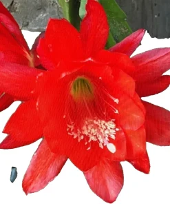6 Red Epiphyllum Cuttings – Orchid Cactus Live Plant – 6-8" Long, Healthy - Image 2