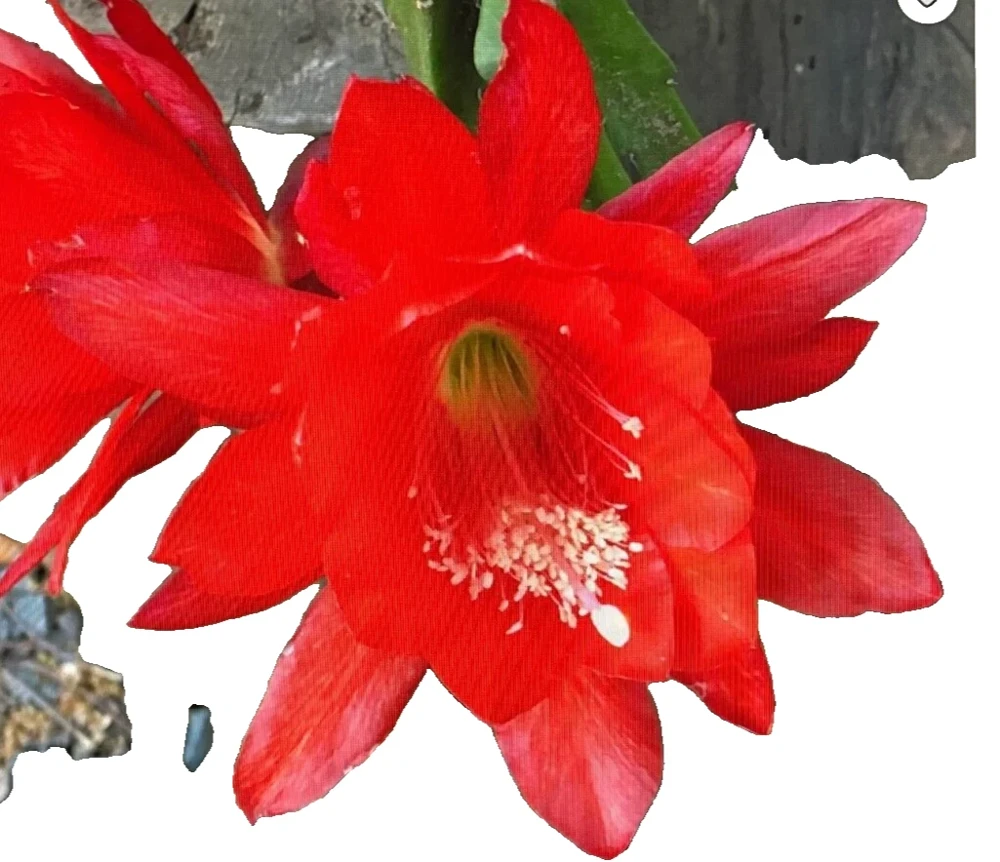 6 Red Epiphyllum Cuttings – Orchid Cactus Live Plant – 6-8" Long, Healthy - Image 2