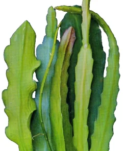 6 Red Epiphyllum Cuttings – Orchid Cactus Live Plant – 6-8