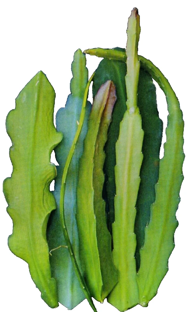 6 Red Epiphyllum Cuttings – Orchid Cactus Live Plant – 6-8" Long, Healthy - Image 3