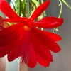 6 Red Epiphyllum Cuttings – Orchid Cactus Live Plant – 6-8" Long, Healthy - Image 1