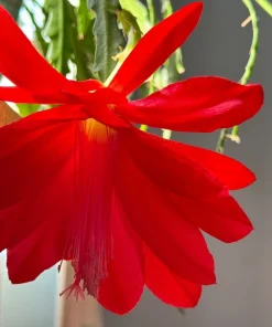 6 Red Epiphyllum Cuttings – Orchid Cactus Live Plant – 6-8
