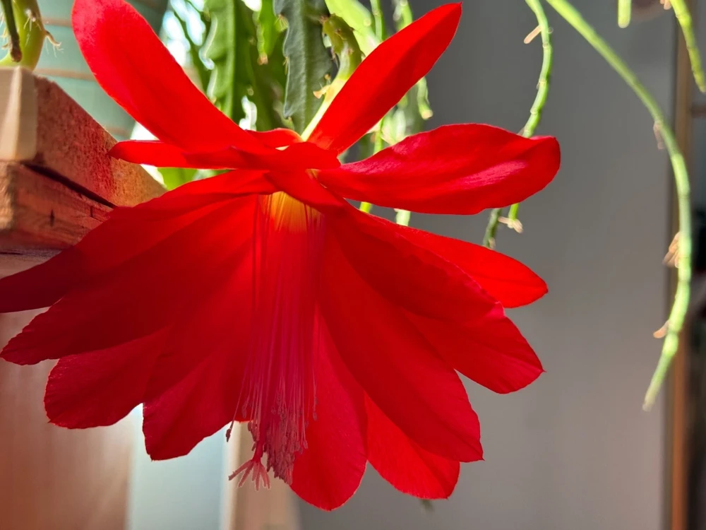 6 Red Epiphyllum Cuttings – Orchid Cactus Live Plant – 6-8" Long, Healthy - Image 1