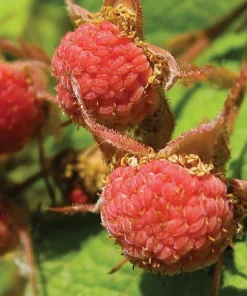 6 Thimbleberry Live Plants – Native Berry Shrub – 3-4" Tall, 4" Pot – Edible Fruit - Image 2