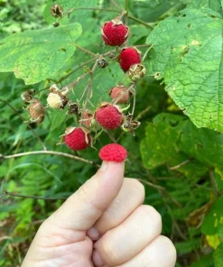 6 Thimbleberry Live Plants – Native Berry Shrub – 3-4