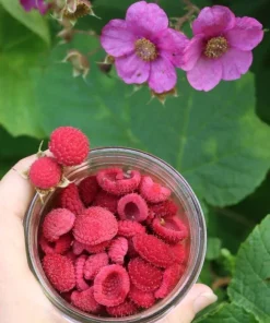 6 Thimbleberry Live Plants – Native Berry Shrub – 3-4