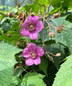 6 Thimbleberry Live Plants – Native Berry Shrub – 3-4