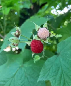 6 Thimbleberry Live Plants – Native Berry Shrub – 3-4