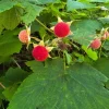 6 Thimbleberry Live Plants – Native Berry Shrub – 3-4" Tall, 4" Pot – Edible Fruit - Image 1
