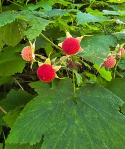 6 Thimbleberry Live Plants – Native Berry Shrub – 3-4