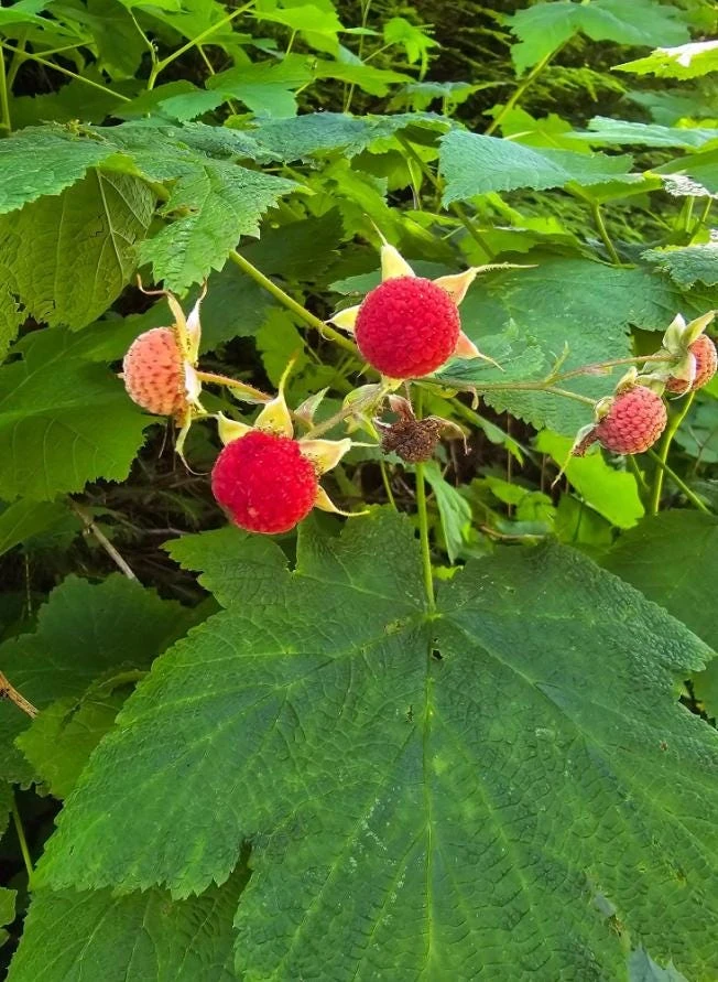 6 Thimbleberry Live Plants – Native Berry Shrub – 3-4" Tall, 4" Pot – Edible Fruit - Image 1