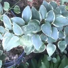 6 Variegated Vinca Periwinkle Trailing Vine Starter Plants Bare Root Outdoor - Image 1