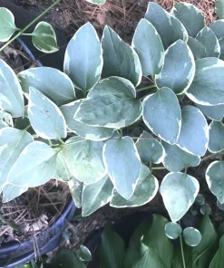 6 Variegated Vinca Periwinkle Trailing Vine Starter Plants Bare Root Outdoor - Image 1