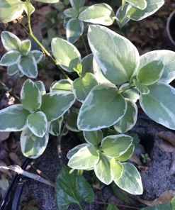 6 Variegated Vinca Periwinkle Trailing Vine Starter Plants Bare Root Outdoor - Image 3