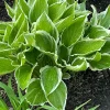6 White & Green Hosta Bare Root Perennial Plant - Outdoor Foliage - Image 1