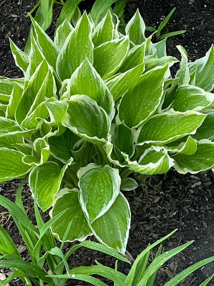 6 White & Green Hosta Bare Root Perennial Plant - Outdoor Foliage - Image 1