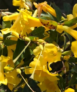 6 Yellow Carolina Jasmine Live Plants - Starter Vines, Climbing, 8-10 inches - Image 2