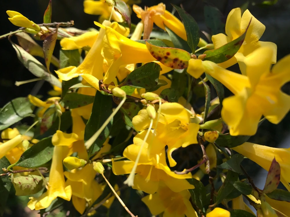 6 Yellow Carolina Jasmine Live Plants - Starter Vines, Climbing, 8-10 inches - Image 2
